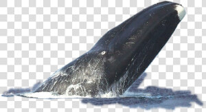 Transparent Mlg Doge Png   Bowhead Whale Facts  Png Download