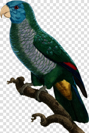 Parrot   Png Download   Saint Lucia Parrot Png  Transparent Png