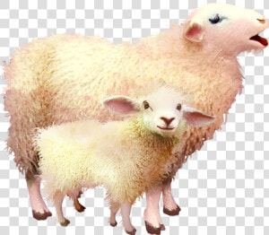  sheep  mama  baby  freetoedit   Baby Sheep Png  Transparent Png