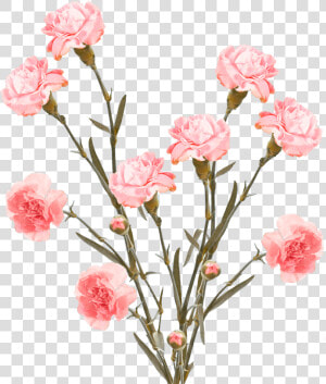 Cheap Pink Spray Carnation Flowers   Carnation  HD Png Download