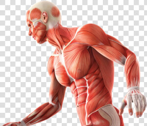 Anatomy And Physiology Png  Transparent Png