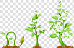 Transparent Plant Vector Png   Plant Growth Clip Art  Png Download