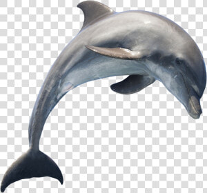 Common Bottlenose Dolphin Short beaked Common Dolphin   Dolphin Transparent Background  HD Png Download