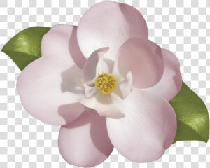 Gardenia Clipart   Png Download   Jasmine Flower Drawing Png  Transparent Png