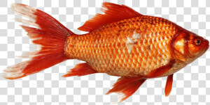 Goldfish  Carp  Fish  Transparent Background  Orange   Fish Png  Png Download