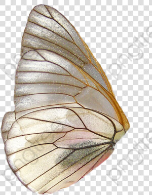 Butterfly Wings Clipart Wing   Butterfly Wings Png  Transparent Png