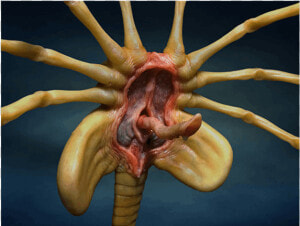 Facehugger Aliens  HD Png Download