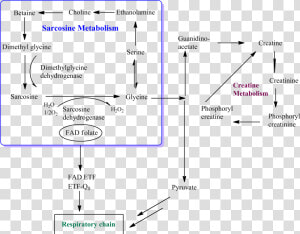 Sarcosine glycine Pathway   Glycine Sarcosine  HD Png Download