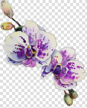  orchid   Watercolor Orchid Sketch  HD Png Download