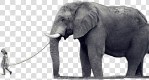  elephant  elefante  freetoedit  HD Png Download