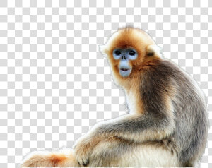 Golden Snub Nosed Monkey Png  Transparent Png