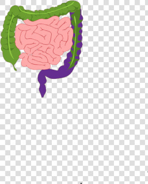 Digestive System  HD Png Download