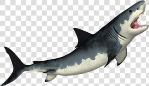 Megalodon Transparent Png   Shark Png  Png Download