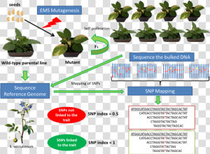 Mutation Breeding In Potato  HD Png Download