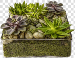 Glass Container With Succulents   Succulent Tray  HD Png Download