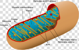 Mitochondria Structure  HD Png Download