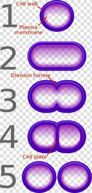 Bacterial Fission   Simple Binary Fission Diagram  HD Png Download