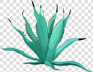 Agave Azul  HD Png Download