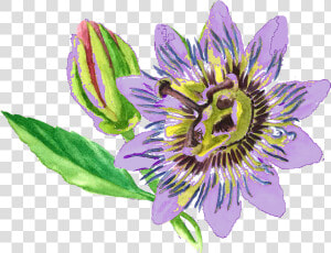 Passionflower   Passion Flower Png  Transparent Png