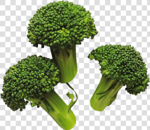 Download Broccoli Png Image For Designing Projects   Cooked Broccoli Png  Transparent Png