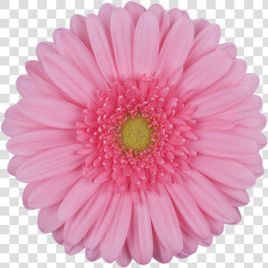 Daisy Gerbera Flowers Png  Transparent Png