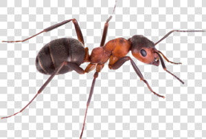 Ant Png Images   Ant Transparent Background  Png Download