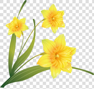 Daffodil Clip Art   Transparent Background Daffodils Png  Png Download