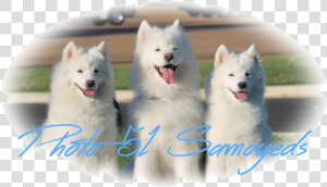 Photo 51 Samoyeds   Canadian Eskimo Dog  HD Png Download