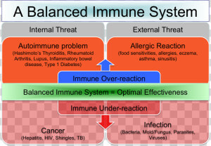 Popular Scenar Protocols   Immune Response Balance  HD Png Download