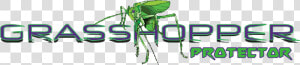 Weevil  HD Png Download