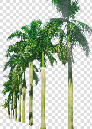 Palm Trees In A Row Png Image   Beach Palm Trees Png  Transparent Png