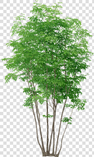 Trees  Without  Background   Tree Plants Png  Transparent Png