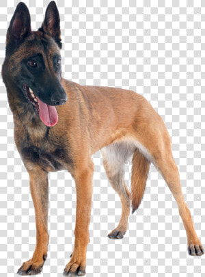 Transparent K9 Png   Belgian Shepherd  Png Download