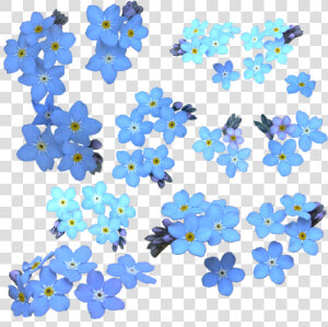 Forget Me Not Png Clipart   Forget Me Not Watercolor  Transparent Png