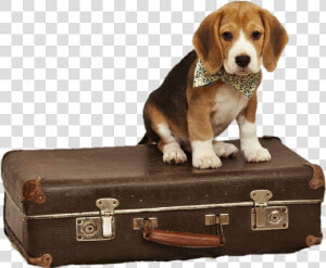 Transparent Rolling Suitcase Clipart   Beagle Suitcase  HD Png Download