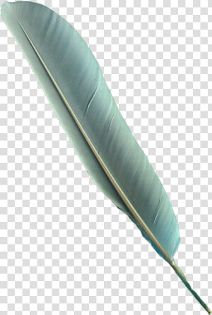 Bird Feathers Png   Feather Bird Pen Png  Transparent Png