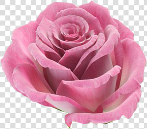 0 Kbytes   Imagenes De Rosas En Formato Png  Transparent Png