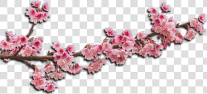 Flower Haar Png  Transparent Png