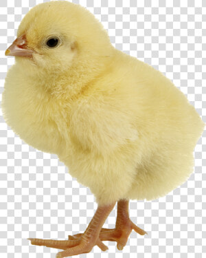 Chicken Meat Duck Infant   Chicken Png  Transparent Png