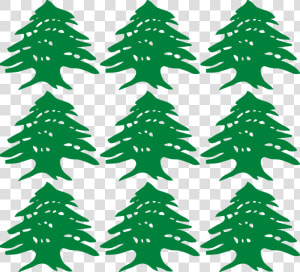 Pine Family plant leaf   Lebanese Cedar Tree Vector  HD Png Download