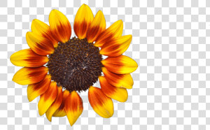 Free Png Download Sunflower Png Tumblr Png Images Background   Png Flor Girasol  Transparent Png