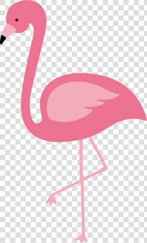 Flamingos Bird Euclidean Vector   Transparent Flamingo Clip Art  HD Png Download