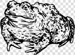 Toad Drawing Black And White   Toad Head Clipart Black And White  HD Png Download