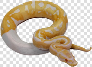 Pied Ball Python  HD Png Download