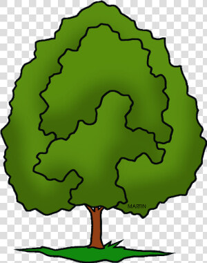 United States Clip Art By Phillip Martin  Illinois   Draw Illinois State Tree  HD Png Download