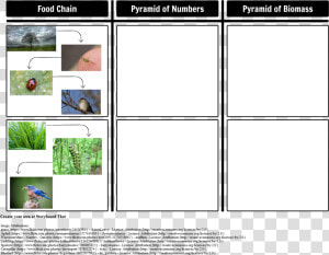 Pyramid Of Numbers And Pyramid Of Biomass  HD Png Download