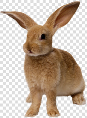 Rabbit Png Image   Rabbit Png  Transparent Png