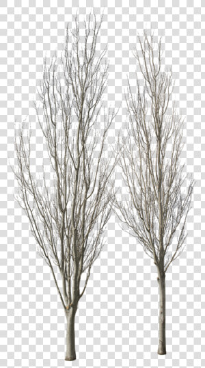 River Birch  HD Png Download