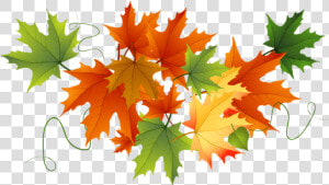 Free Png Download Autumn Transparent Leaves Clipart   Fall Leaves Transparent Background  Png Download