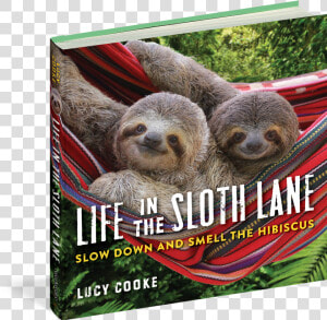 Transparent Sloth Png   Life In The Sloth Lane  Png Download